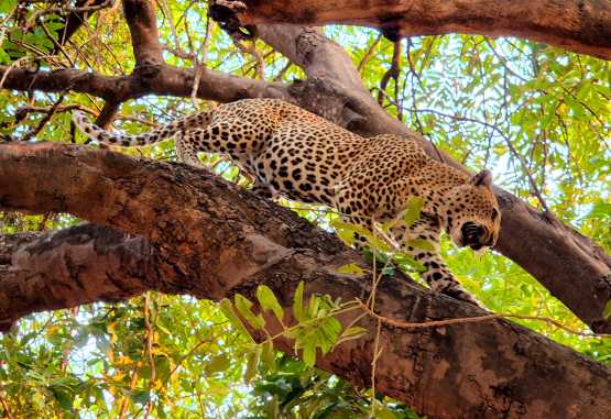 Leopard im Lower Zambezi Nationalpark &copy; Foto: Ulrike Pârvu | Outback Africa Erlebnisreisen