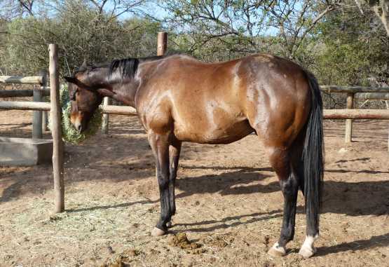 Ants Nest, Pferd &copy; Foto: Jens Doering | Outback Africa