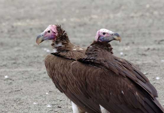Ohrengeier in der Serengeti &copy; Foto: Judith Nasse | Outback Africa