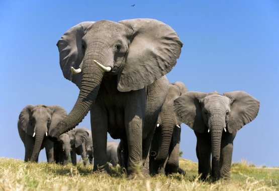 Elefantenfamilie, Selinda-Reservat © Foto: Great Plains Conservation