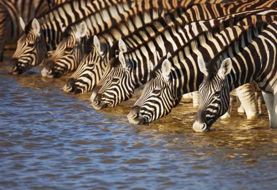 Zebras beim Trinken im Etosha Nationalpark &copy; Foto: Johan Swanepoel | Shutterstock