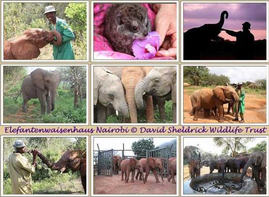 Sheldrick Elefantenwaisenhaus, Postkarte &copy; Foto: David Sheldrick Wildlife Trust