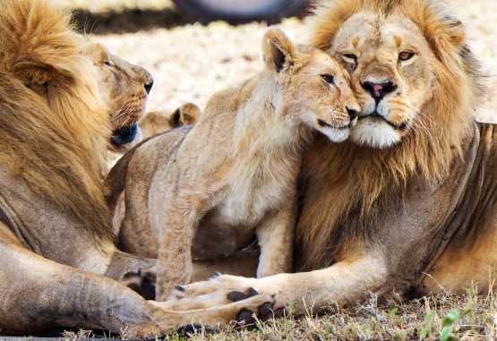 Löwen-Männchen mit Jungem in der Serengeti &copy; Foto: Wilkinson Tours