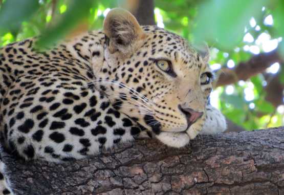 Leopard im Chobe Nationalpark &copy; Foto: Susanne Schlesinger | Outback Africa