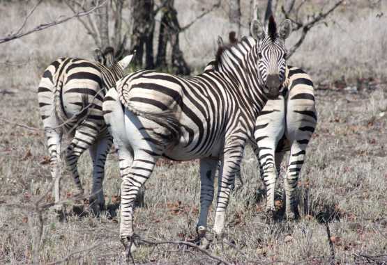 Zebras. Krüger Nationalpark &copy; Foto: Doreen Schütze | Outback Africa