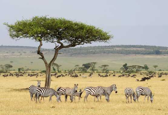 Zebras in der Serengeti, Tansania &copy; Foto: Marco Penzel | Outback Africa
