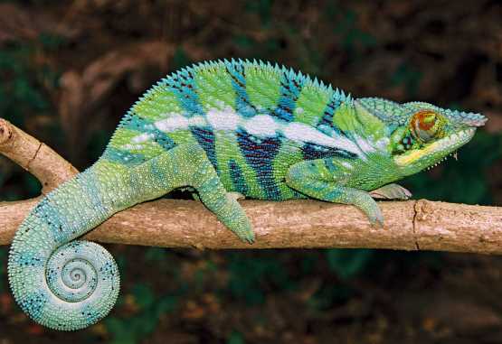 Chamäleon &copy; Foto: Thomas Kimmel DIamir