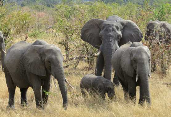 Elefanten an der Straße von Nata nach Kasane &copy; Foto: Susanne Schlesinger | Outback Africa