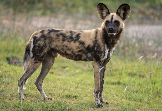 Wildhund &copy; Foto: Marco Penzel | Outback Africa