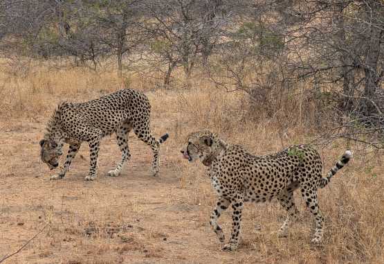 Geparden mit Trackinghalsband im Makalali Wildeservat &copy; Foto: Justine Retzar | Outback Africa Erlebnisreisen