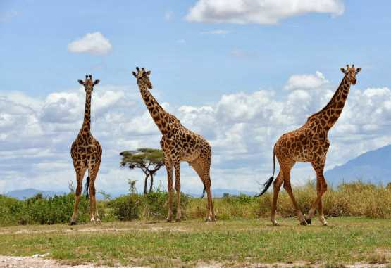 Giraffen zur Begrüßung in Amboseli © Foto: Marco Penzel | Outback Africa