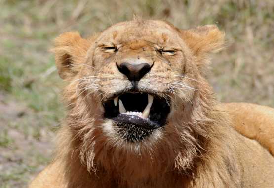 Löwenportrait in der Massai Mara &copy; Foto: Bernd Gerlach