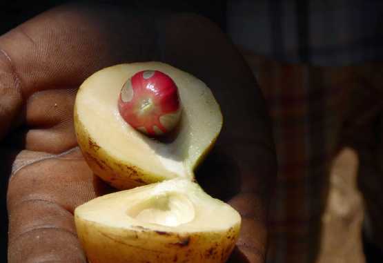 Muskatnuss &copy; Foto: Angelika Krüger | Outback Africa