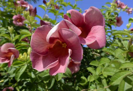 Temple Point Resort, Blumen  &copy; Foto: Susanne Schlesinger | Outback Africa