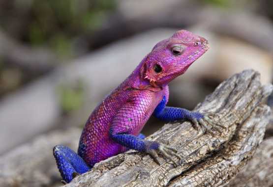 Stahlblaue Felsagame, Namiri Plains &copy; Foto: Judith Nasse | Outback Africa Erlebnisreisen