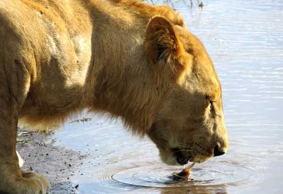 Junger Löwe beim Trinken, Chobe Nationalpark  &copy; Foto: S.Schlesinger| Outback Africa