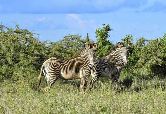 Lewa Conservancy, Grevy-Zebras &copy; Foto: Svenja Penzel | Outback Africa