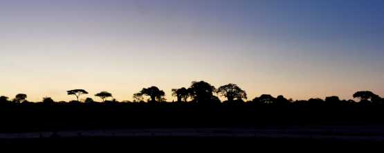 Baobabs im Sonnenuntergang, Tarangire Nationalpark &copy; Foto: Ulrike Pârvu | Outback Africa Erlebnisreisen