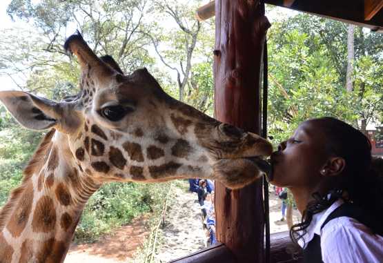 Giraffe Centre Nairobi, Giraffenkuss &copy; Foto: Susanne Schlesinger | Outback Africa