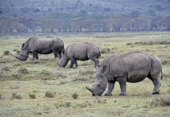 Nashörner im Lake Nakuru Nationalpark &copy; Foto: Svenja Penzel | Outback Africa