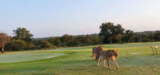 Löwen auf dem für Menschen gesperrten Golfplatz von Skukuza im Krüger Nationalpark, Südafrika &copy; Foto: Getaway Magazine