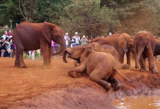 Sheldrick Wildlife Trust, Besuchsstunde am Vormittag &copy; Foto: Judith Nasse | Outback Africa