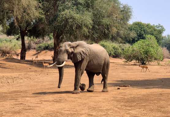 Elefant im Lower Zambezi Nationalpark &copy; Foto: Ulrike Pârvu | Outback Africa Erlebnisreisen