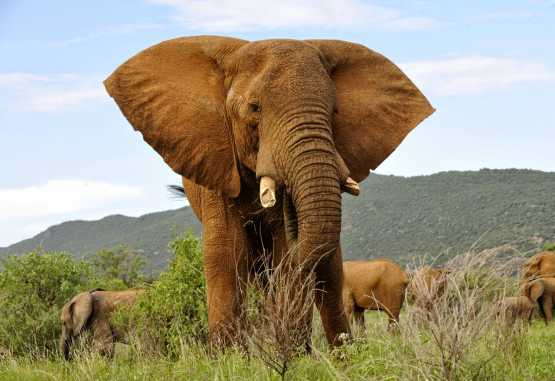 Elefant im Samburu Game Reserve &copy; Foto: Svenja Penzel | Outback Africa