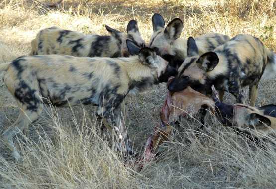 Wildhunde in Moremi &copy; Foto: Mario Sperling
