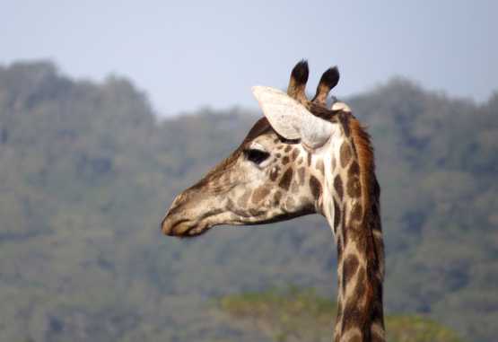 Giraffenportrait, Arusha Nationalpark &copy; Foto: S. Schlesinger