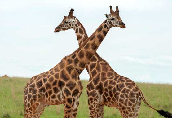 Giraffen im Murchison Falls Nationalpark © Foto: Marco Penzel | Outback Africa