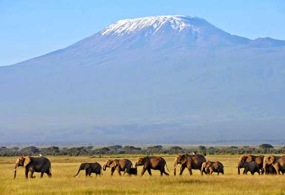 X Elefanten vor dem Kilimanjaro, Amboseli NP &copy; Foto: Svenja Penzel | Outback Africa