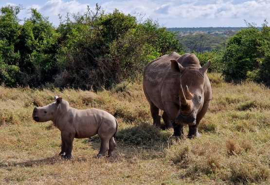 Man kommt ihr besser nicht zu nahe - Breitmaulnashornmutter mit Nachwuchs im Solio Schutzgebiet © Foto: Jacqueline Korb | Outback Africa Erlebnisreisen