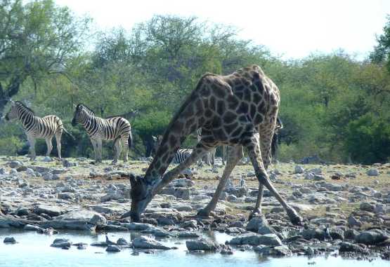 Trinkende Giraffe, Etosha Nationalpark © Foto: Jens Döring | Outback Africa
