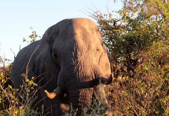 Elefant, Moremi © Foto: Susanne Schlesinger | Outback Africa