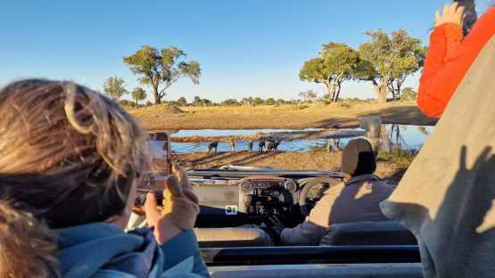 Wildhundebegegnung auf Pirschfahrt, Stanleys Camp &copy; Foto: Ulrike Pârvu | Outback Africa Erlebnisreisen