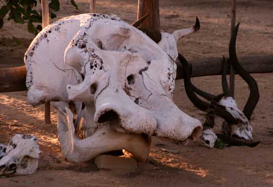 Elefantenschädel am Eingang des Bwabwata-Nationalparks © Foto: Doreen Schütze | Outback Africa