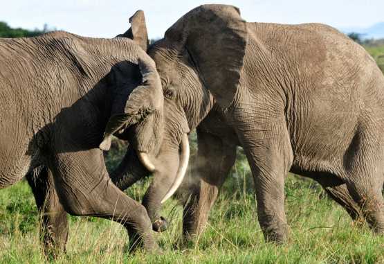 Elefanten in der Mara North Conservancy &copy; Foto: Marco Penzel | Outback Africa