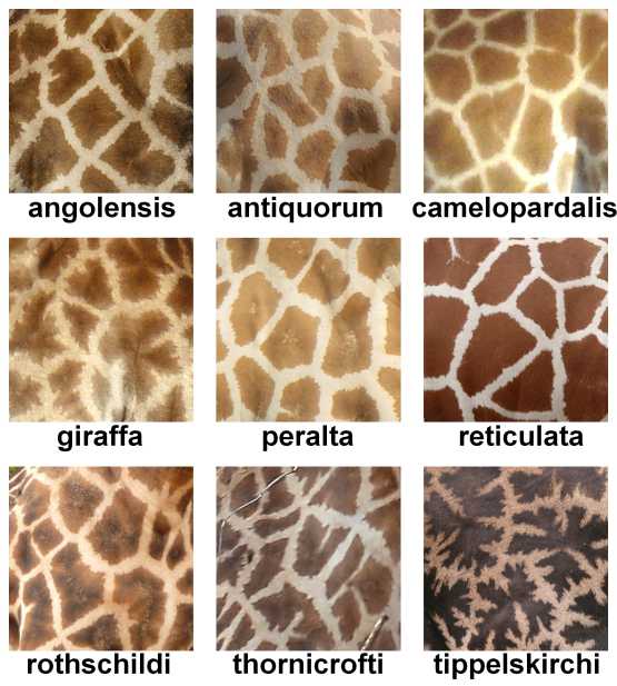 Giraffenarten © Foto: Wikimedia Commons