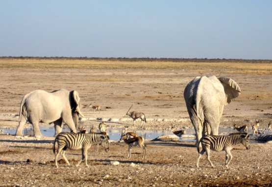 Verschiedene Tiere am Wasserloch, Etoscha Nationalpark &copy; Foto: Susanne Schlesinger | Outback Africa