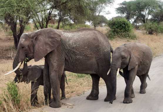 Elefanten im Tarangire Nationalpark &copy; Foto: Ulrike Pârvu | Outback Africa Erlebnisreisen