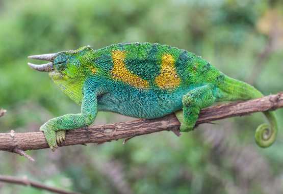 Chamäleon am Straßenrand im Süden Ugandas &copy; Foto: Foto: Marco Penzel | Outback Africa
