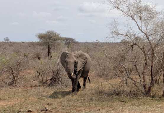 Elefant im Krüger-Nationalpark &copy; Foto: Justine Retzar | Outback Africa Erlebnisreisen