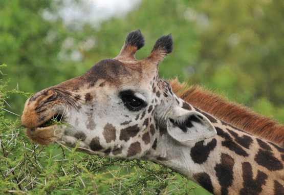 Giraffe im Lake Manyara Nationalpark