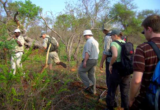 Pirschwanderung im Balule Wildreservat &copy; Foto: Jens Döring