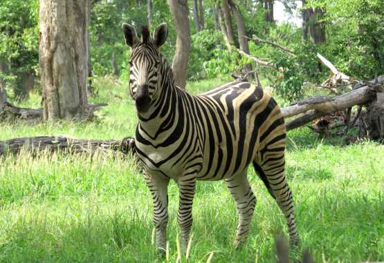 Zebra im Moremi &copy; Foto: S.Schlesinger| Outback Africa