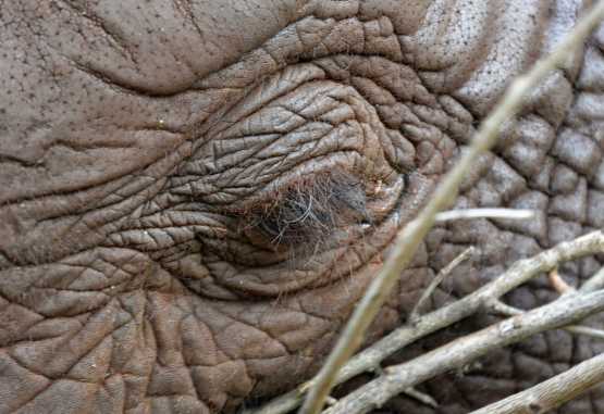 Elefantenauge, Sheldrick Wildlife Trust &copy; Foto: Susanne Schlesinger | Outback Africa