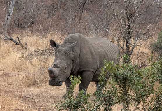 Breitmaulnashorn im Makalali Wildreservat &copy; Foto: Justine Retzar | Outback Africa Erlebnisreisen