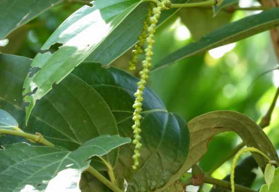 Pfefferrispe am Strauch &copy; Foto: Angelika Krüger | Outback Africa