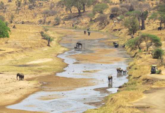 Elefanten am Tarangire Fluss; Tarangire Nationalpark &copy; Foto: S. Schlesinger